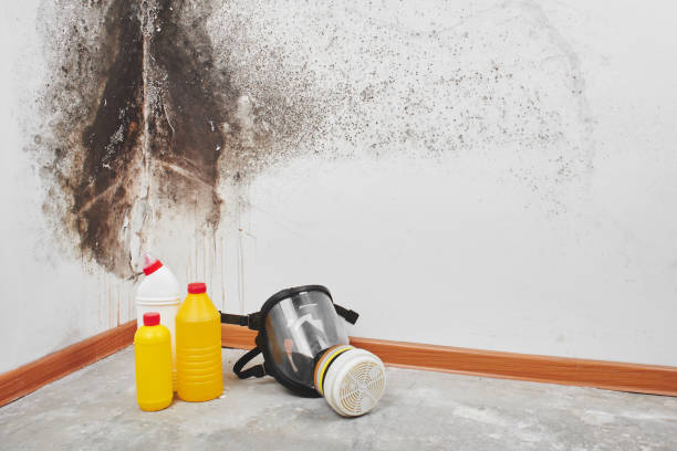 Best Commercial Mold Remediation in Fairfield, OH