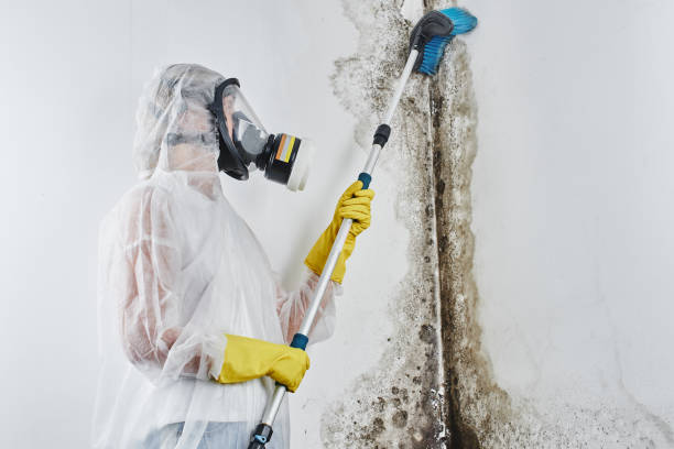 Best Industrial Mold Remediation in Fairfield, OH