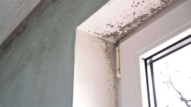 Best Attic Mold Remediation in Fairfield, OH