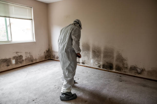 Best Post-Flood Mold Remediation in Fairfield, OH