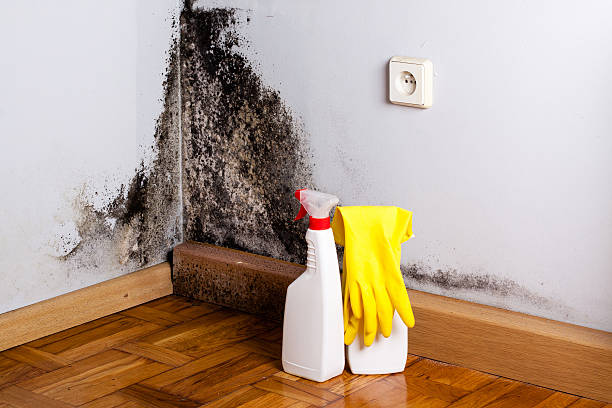 Best Black Mold Remediation in Fairfield, OH