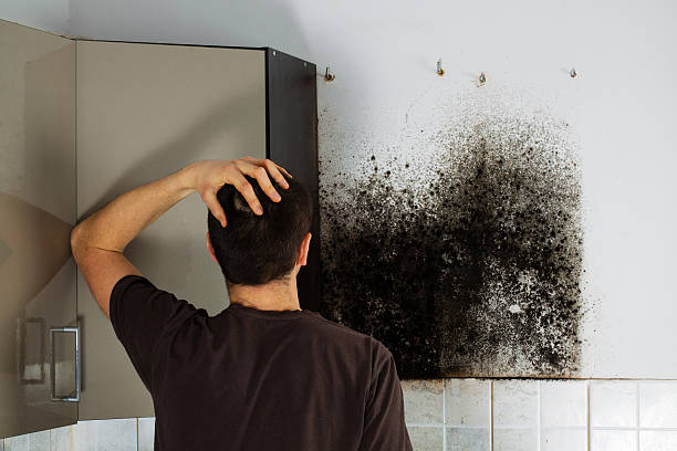 Best Residential Mold Remediation in Fairfield, OH